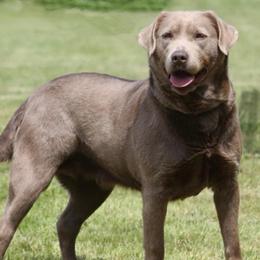 Heidi - Dilute Retriever