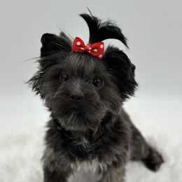 Janie  - Yorkshire Terrier