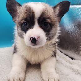 Frank - Sable male Pembroke Welsh Corgi puppy in Pekin, Indiana from Beth's Pawsitivley Corgis
