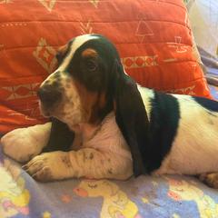 Pualani -1F - White black and red female Basset Hound puppy in Honolulu, Hawaii from Sun’Hawaii Basset Hound