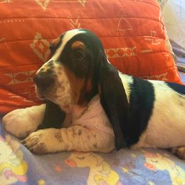 Pualani -1F - White black and red female Basset Hound puppy in Honolulu, Hawaii from Sun’Hawaii Basset Hound