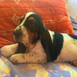 Pualani -1F - White black and red female Basset Hound puppy in Honolulu, Hawaii from Sun’Hawaii Basset Hound
