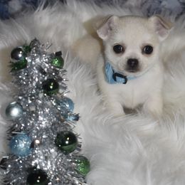 Christian - Cream and white male Chihuahua puppy in Gloucester, Virginia from Charlotte's Web of Chihuahuas