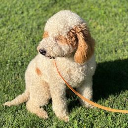 Bernedoodles, Double Doodles, Goldendoodles, and Yorkshire Terriers from Precious Paws