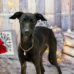 Bagira - Italian Greyhound