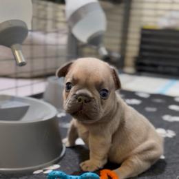 Fizz - Blue fawn male French Bulldog puppy in Miami, Florida from Oceanside French Bulldogs