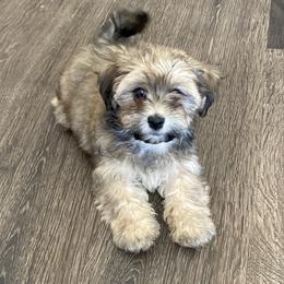 JUNIE - Havanese