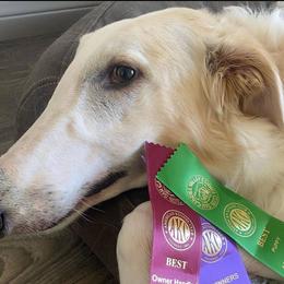 Borzois from Houston Borzoi