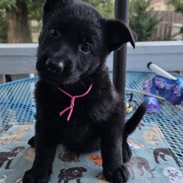 Girl 3 - female German Shepherd puppy in Salisbury, Massachusetts from Ryanhaus Kennel