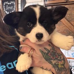 Iris - Black and white female Cardigan Welsh Corgi puppy in Casper, Wyoming from Flying Note Shorties