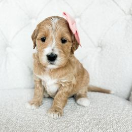 Care Bear - Apricot female Goldendoodle puppy in Sterling, Illinois from Charley's Goldendoodles