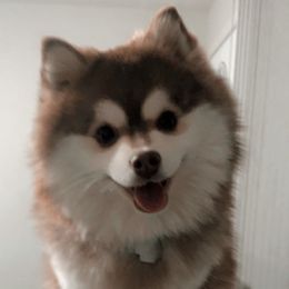 Nala - Pomsky