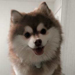 Nala - Pomsky