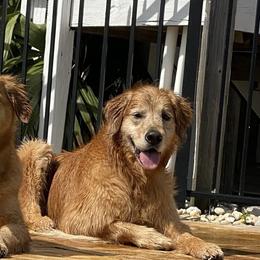 Golden Retrievers from Paradise Gold Golden Retrievers