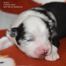 Polo - Blue merle male Miniature Australian Shepherd puppy in Patterson, North Carolina from DreamLine Aussies