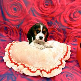 Gray Collar-Bodie - Black tan and white male Beagle puppy in Las Vegas, Nevada from Hound Kings