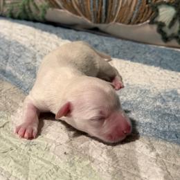 Girl 1 - White female Miniature Schnauzer puppy in Littleton, Colorado from Wahl 2 Wahl Schnauzers