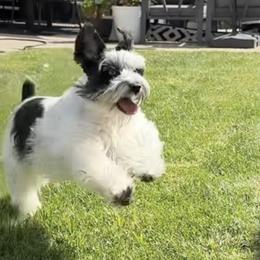 Miniature Schnauzers from Central Valley Mini Schnauzers