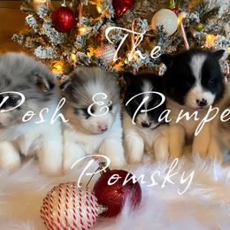 Pomeranian and Pomsky Puppies from The Posh & Pampered Pomsky