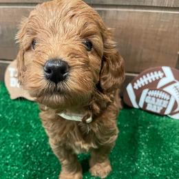 Kringle (white collar) - Red  male Goldendoodle puppy in Atco, New Jersey from Flannery’s lucky pup’s🍀
