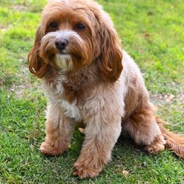 Gigi - Cavapoo