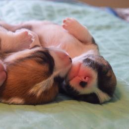 Pembroke Welsh Corgi Puppies from Annwyl McCorgis
