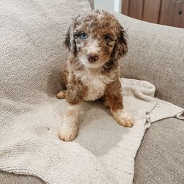 Beryl - Red merle male Aussiedoodle puppy in Tryon, North Carolina from Melrose Mountain Farm