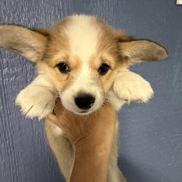 White Collar Female - Red female Pembroke Welsh Corgi puppy in Victoria, Texas from Clear Creek Corgis