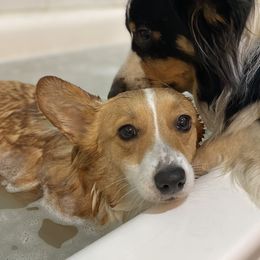 Ember  - Pembroke Welsh Corgi