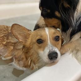 Ember  - Pembroke Welsh Corgi