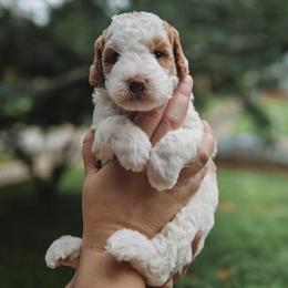 Ozzie - Parti male Goldendoodle puppy in Austin, Texas from Cedarcrest Goldendoodles