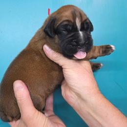 Rosco - Fawn male Boxer puppy in Upper Sandusky, Ohio from Cornish Canines