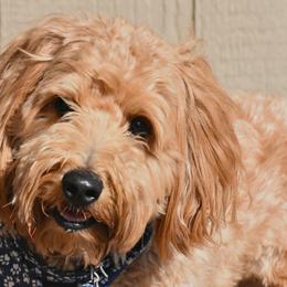 Goldendoodle All Grown Up from Blessed Day Doodles
