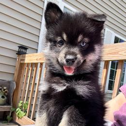 Warwick - Tri-color male Pomsky puppy in Boonville, Indiana from Elysian Pomskies