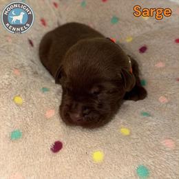 Sarge - Orange Collar - Chocolate male Labrador Retriever puppy in Elloree, South Carolina from Moonlight Kennels LLC