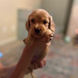 Ginger - Cream female Dachshund puppy in Madera, California from Winnie’s Doxies