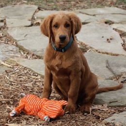 Goldendoodle Puppies from Knapp's Paw Prints