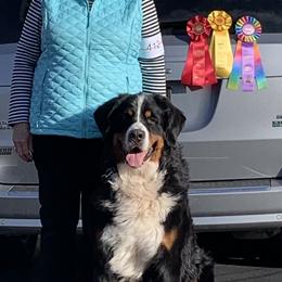 Bernese Mountain Dog All Grown Up from Tollhaus Bernese Mountain Dogs