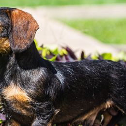Dachshunds and German Shorthaired Pointers from Crestview Kennel
