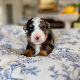 Brown - Blue merle male Bernedoodle puppy in Indiahoma, Oklahoma from Farm Fresh Doodles