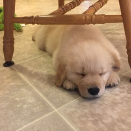 Golden Retriever Puppies from Huntleigh Goldens