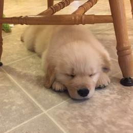 Golden Retriever Puppies from Huntleigh Goldens