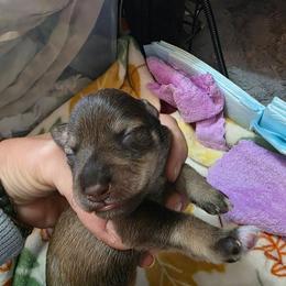 Girl 5 - Liver female Miniature Schnauzer puppy in Fredericksburg, Virginia from Jentz Family Schnauzers