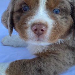 Miniature Australian Shepherds from Branded Trails Aussies