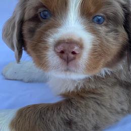 Miniature Australian Shepherds from Branded Trails Aussies