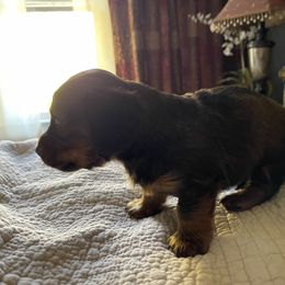 Dachshund Puppies from Cogsworth Cromwell Dachshunds of South West Michigan