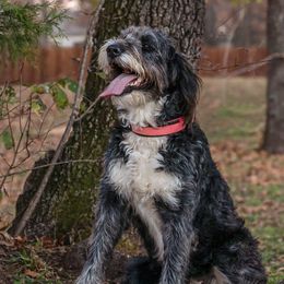 Bailey - Bernedoodle