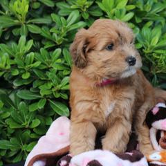 Whoodle Puppies from Texas Puppy Dreams LLC dba Whoodles and Co.