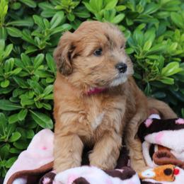 Whoodle Puppies from Texas Puppy Dreams LLC dba Whoodles and Co.