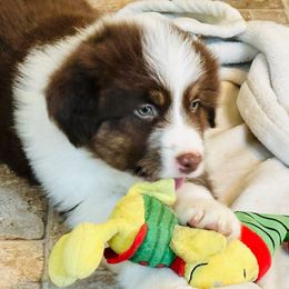 Dakota - Red tri male Miniature Australian Shepherd puppy in Hagerstown, Maryland from Renegade Kennels